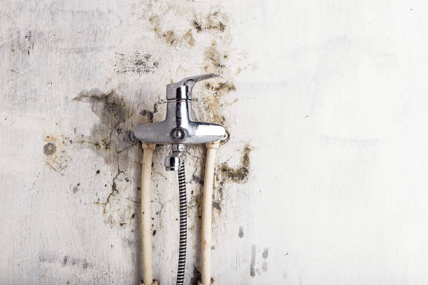 Best Professional Mold Removal  in Wilson, PA