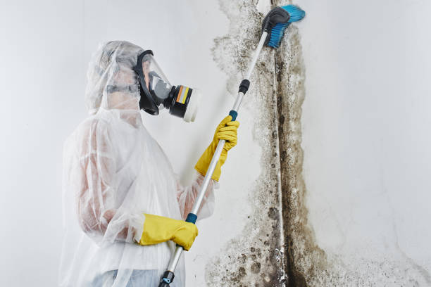 Best Emergency Mold Removal  in Wilson, PA