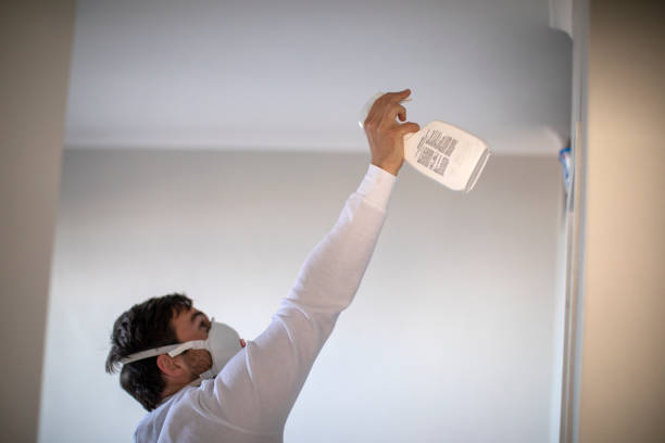 Best Black Mold Removal  in Wilson, PA