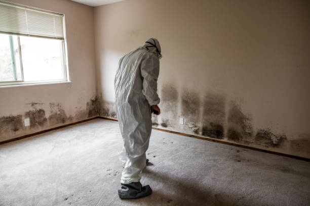Best Commercial Mold Removal  in Wilson, PA