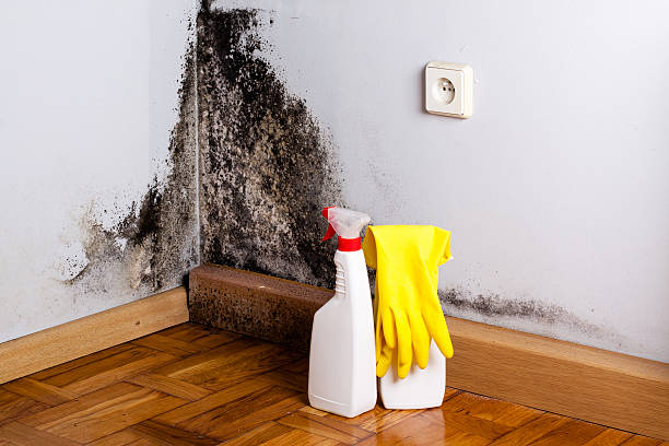Best Mold Removal Specialists  in Wilson, PA