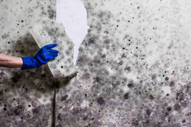 Best Mold Testing and Removal  in Wilson, PA