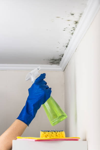 Best Black Mold Removal  in Wilson, PA
